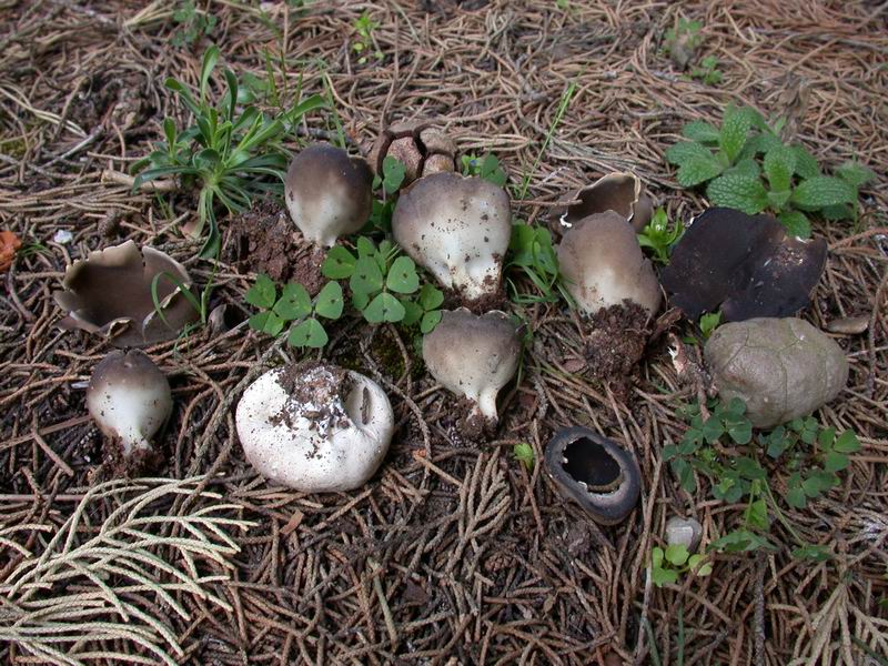 Helvella